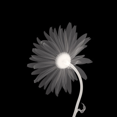 Sunburst Petals by Anon Wall Art Décor 12 x 12 Art Print