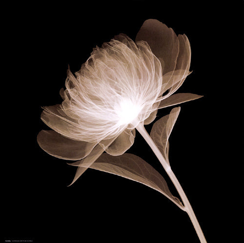 Framed Full Bloom (Sepia) 12 x 12