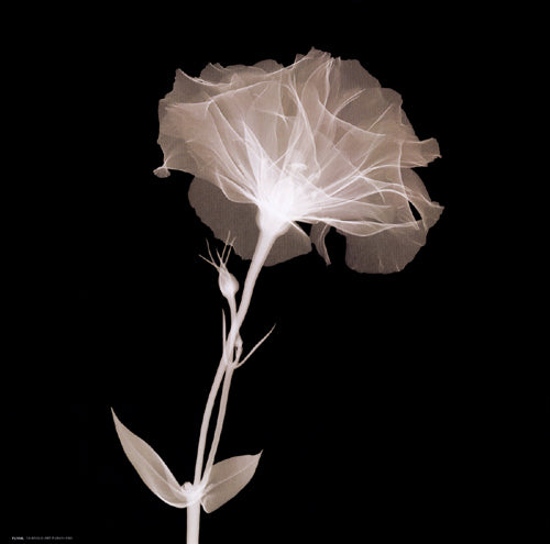 Framed Bud in Bloom (Sepia) 12 x 12