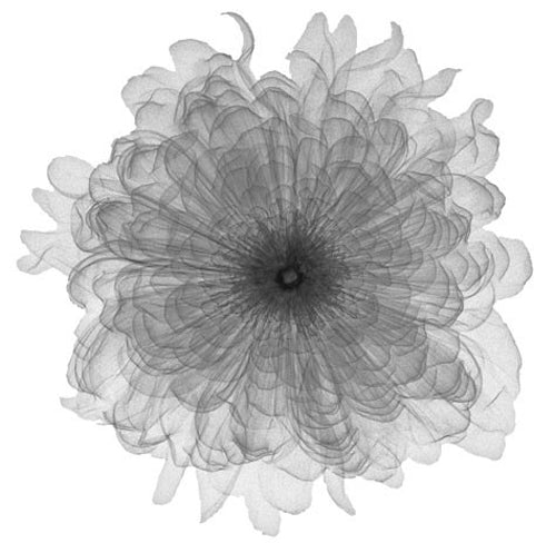 Framed Chiffon Floral 12 x 12