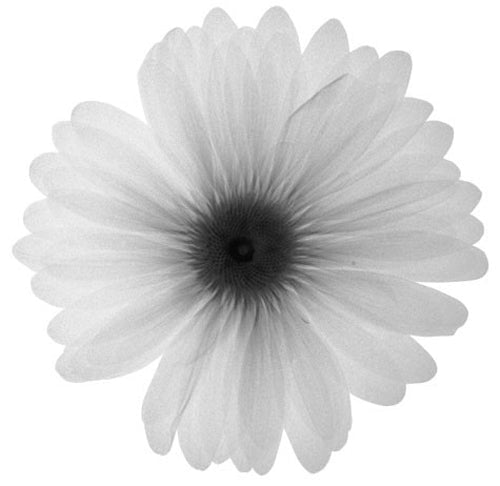 Framed Delicate Petals 12 x 12