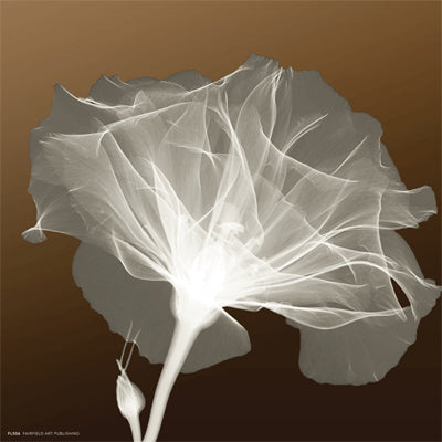 Awaiting Bloom by Anon Wall Art Décor 8 x 8 Art Print