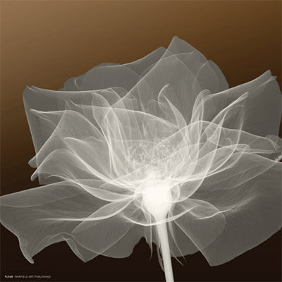 Sheer Delicacy by Anon Wall Art Décor 8 x 8 Art Print