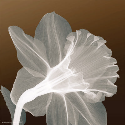 Ruffled Elegance by Anon Wall Art Décor 8 x 8 Art Print