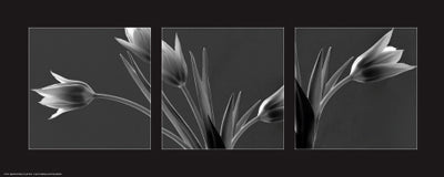 Tulip Trio by Dennis Frates Wall Art Décor 8 x 20 Art Print