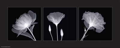 Sheer B&W Floral Trio by Anon Wall Art Décor 8 x 20 Art Print