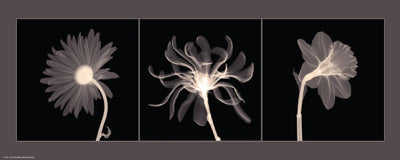 Framed Translucent Floral Trio 8 x 20