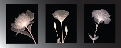 Framed Champagne Floral Trio 8 x 20