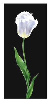 Tulip by Andrea Fontana Wall Art Décor 19 3/4 x 9 Art Print