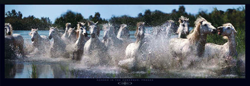 Horses in the Camargue, France by Steve Bloom Wall Art Décor 13 x 37 Art Print
