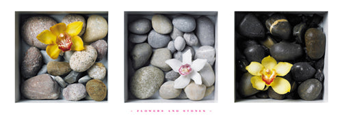 Flowers and Stones by Dave Brullmann Wall Art Décor 13 x 37 Art Print
