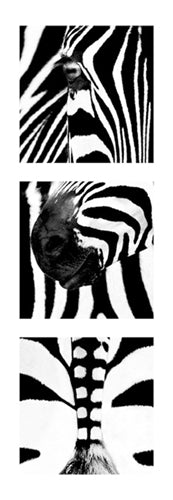Framed Zebras by Rocco Sette | 37 x 13