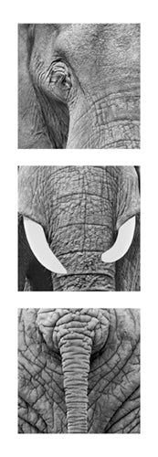 Framed Elephants by Rocco Sette | 37 x 13