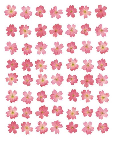Eight Lines of Pink Flowers by Tasmin Phoenix Wall Art Décor 19 3/4 x 15 3/4 Art Print