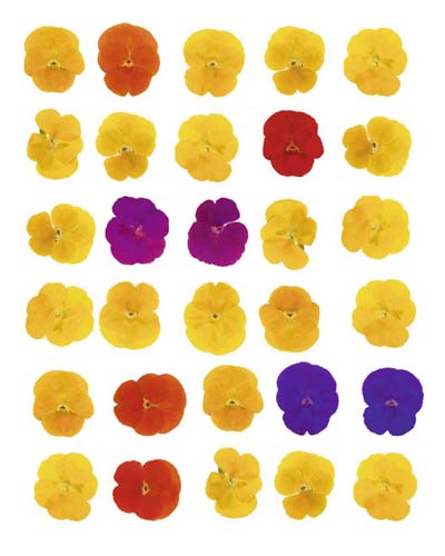 Floral Celebration by Tasmin Phoenix Wall Art Décor 19 3/4 x 15 3/4 Art Print