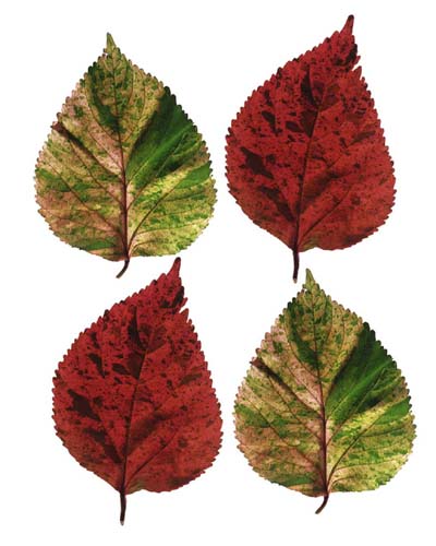 Four Leaves I by Tasmin Phoenix Wall Art Décor 19 3/4 x 15 3/4 Art Print