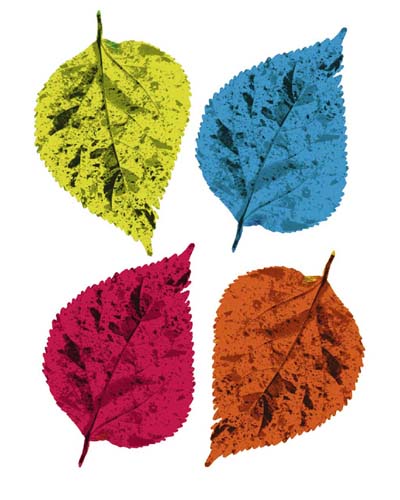 Four Leaves II by Tasmin Phoenix Wall Art Décor 19 3/4 x 15 3/4 Art Print