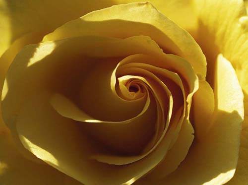 Framed Yellow Rose by Laurent Pinsard | 15 3/4 x 19 3/4