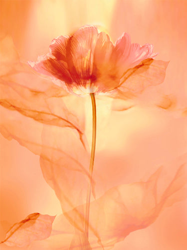 Transparence VIII by Robin Wall Art Décor 19 3/4 x 15 3/4 Art Print