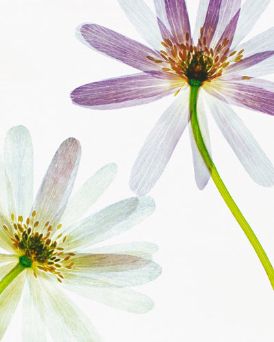 Art Print Translucence by Bryce Atwell - Modern Abstract Wall Art Décor 19 x 28.5 inch