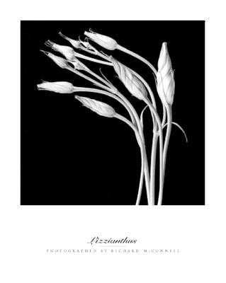 Lizzianthus by Richard McConnell: Floral Art Print - 19.75 Wall Décor
