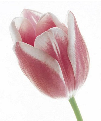Tulip in Bloom by Prisma - Floral Wall Art Print 15 3/...
