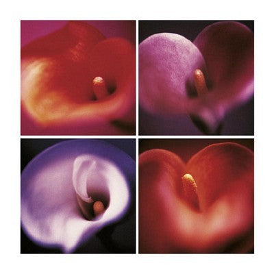 Four Calla Lilies by Anna Halm-Schudel Wall Art Décor 23 1/2 x 23 1/2 Art Print