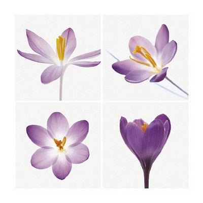 Four Crocuses by Tim Smith Wall Art Décor 23 1/2 x 23 1/2 Art Print