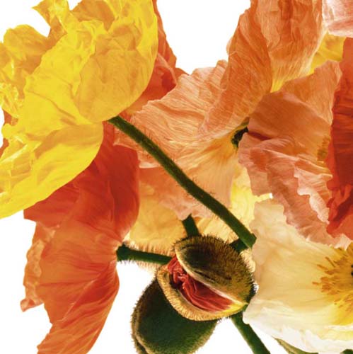 Poppies I by Richard Weinstein Wall Art Décor 19 3/4 x 19 3/4 Art Print