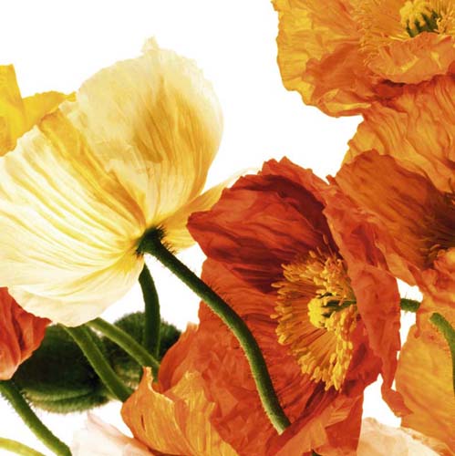 Poppies III by Richard Weinstein Wall Art Décor 19 3/4 x 19 3/4 Art Print