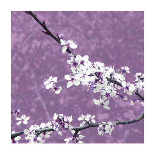 Blossom in Lilac by Gail McKenzie Wall Art Décor 19 3/4 x 19 3/4 Art Print