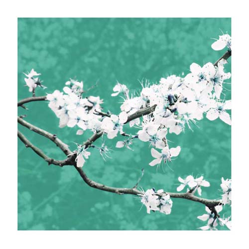 Blossom in Green by Gail McKenzie Wall Art Décor 19 3/4 x 19 3/4 Art Print