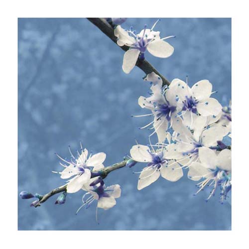 Blossom in Blue by Gail McKenzie Wall Art Décor 19 3/4 x 19 3/4 Art Print