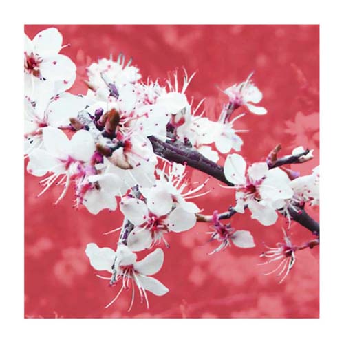Blossom in Pink by Gail McKenzie Wall Art Décor 19 3/4 x 19 3/4 Art Print