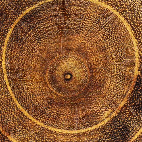 Arboreal Rings I by Laurent Pinsard Wall Art Décor 19 3/4 x 19 3/4 Art Print