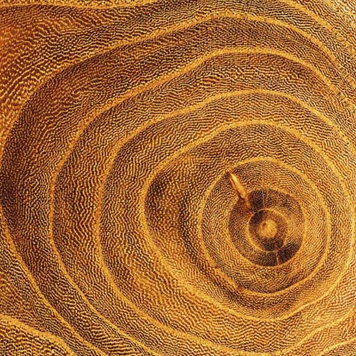 Arboreal Rings II by Laurent Pinsard | 19 3/4 x 19 3/4 Art Print