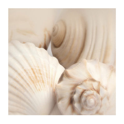 Shells II by Jan Lens Wall Art Décor 19 3/4 x 19 3/4 Art Print