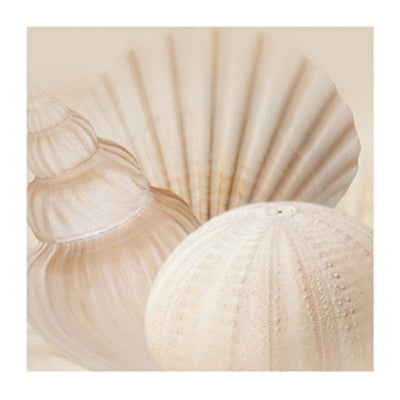 Shells III by Jan Lens Wall Art Décor 19 3/4 x 19 3/4 Art Print