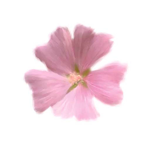 Petales Roses I by Tasmin Phoenix Wall Art Décor 11 3/4 x 11 3/4 Art Print