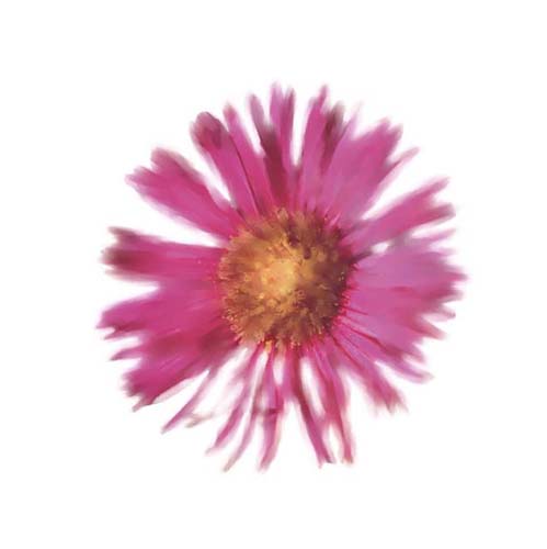 Petales Roses III by Tasmin Phoenix Wall Art Décor 11 3/4 x 11 3/4 Art Print