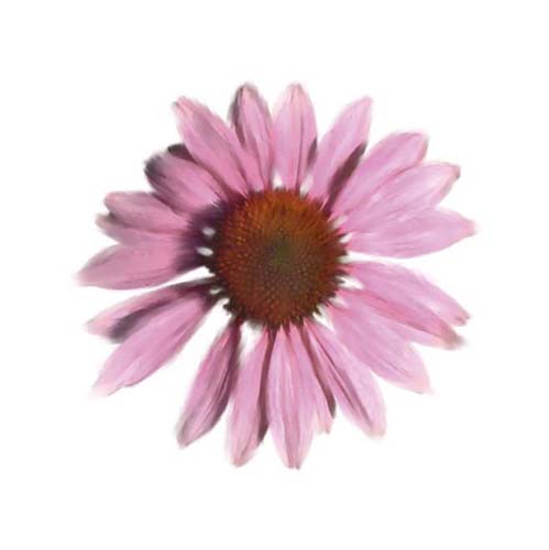 Petales Roses IV by Tasmin Phoenix Wall Art Décor 11 3/4 x 11 3/4 Art Print