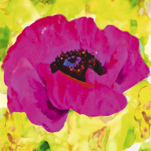 Pink Poppy by Yvonne Dulac Wall Art Décor 11 3/4 x 11 3/4 Art Print