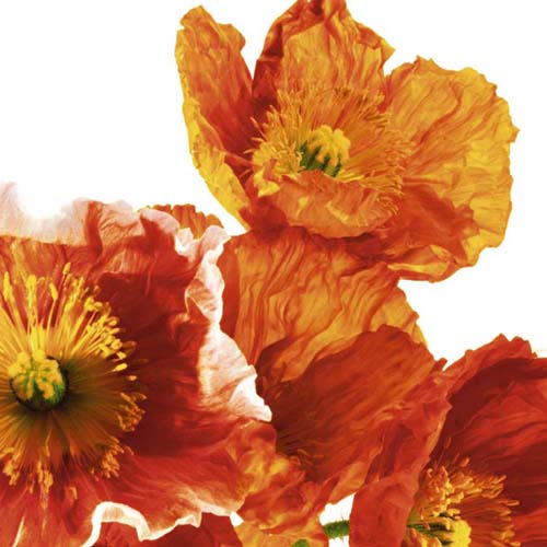 Framed Poppies II by Richard Weinstein | 11 3/4 x 11 3/4