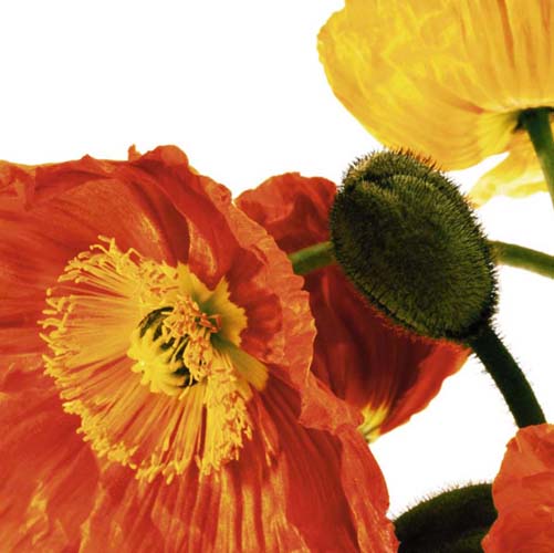 Poppies IV by Richard Weinstein Wall Art Décor 11 3/4 x 11 3/4 Art Print