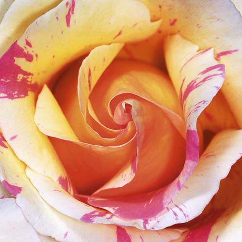 White and Purple Rose by Laurent Pinsard Wall Art Décor 11 3/4 x 11 3/4 Art Print