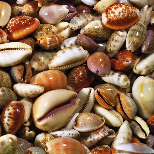 Coquillages by Laurent Pinsard - Seashell Wall Art Décor 11 3/4 x 11 3/4 inch