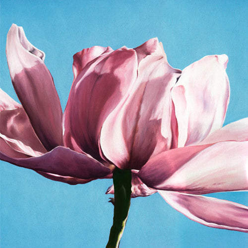Magnolia in a Cloudless Sky by Scott Walker Wall Art Décor 11 3/4 x 11 3/4 Art Print