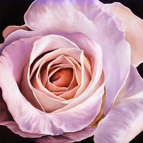 White Rose at Dusk by Scott Walker Wall Art Décor 11 3/4 x 11 3/4 Art Print