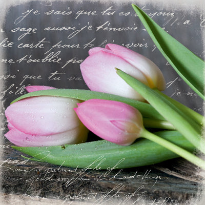 Framed Poetry Tulips by Andrea Haase | 11 3/4 x 11 3/4