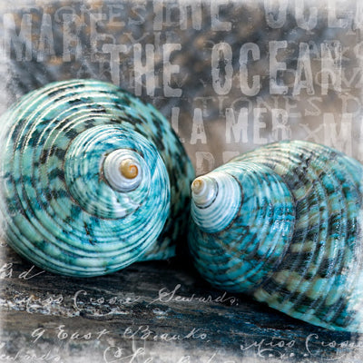Framed Blue Ocean Shells by Andrea Haase | 11 3/4 x 11 3/4